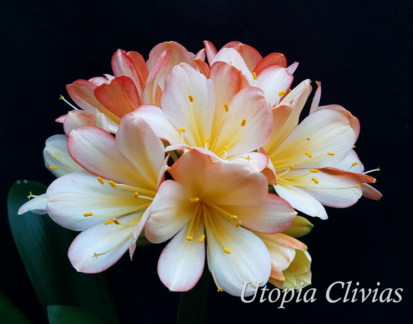 スリビア  ろぜった Utopia Clivias